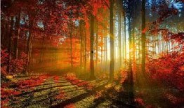 枫叶之路爆料视频最新版,揭秘神秘旅程背后的精彩故事